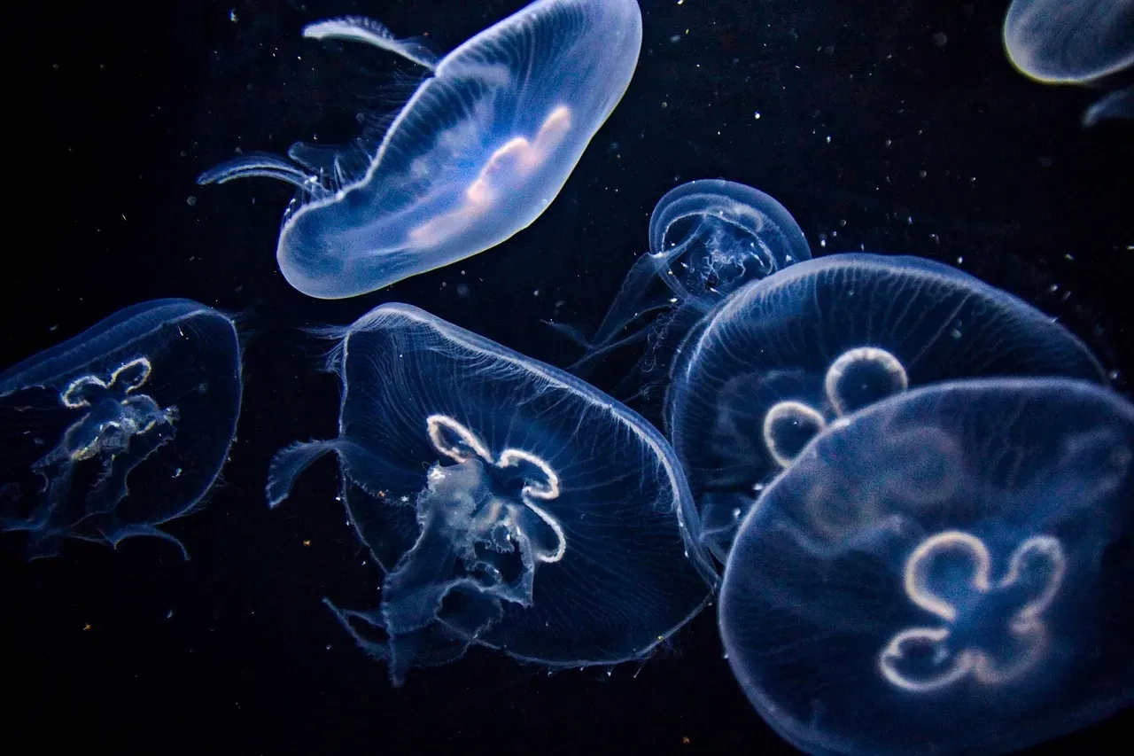 6. Light Signals: Bioluminescence and Flashing Codes (Image Credits: Pixabay)