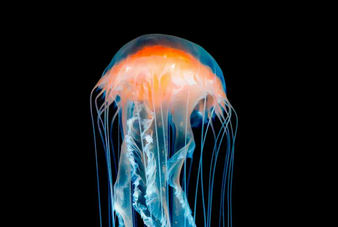 2. Its Life Cycle Is Like a Reversible Time-Lapse (Image Credits: Unsplash)