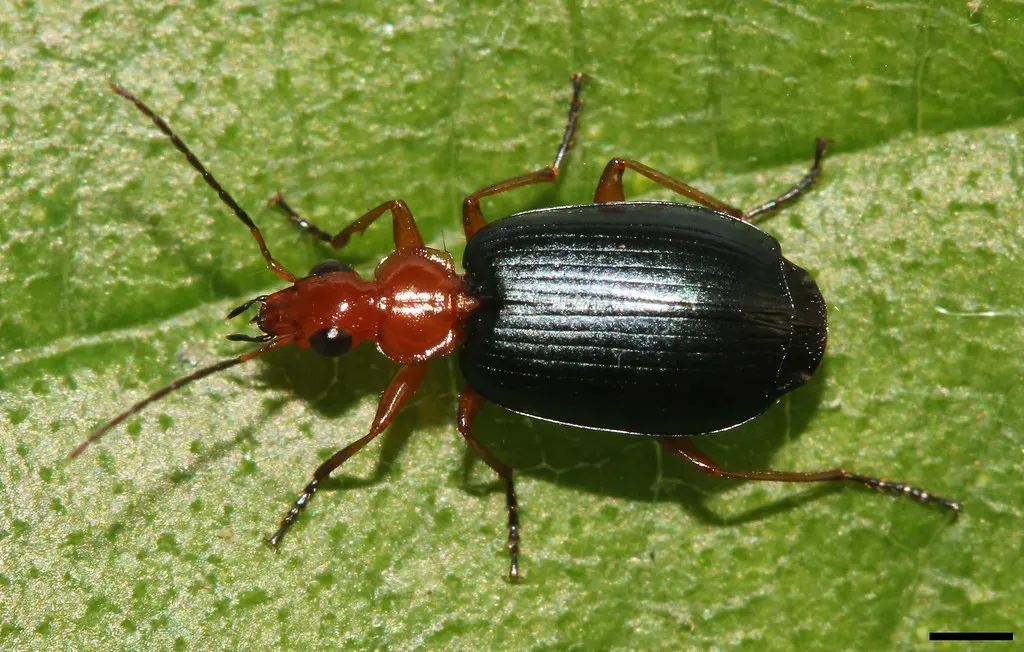 6. Bombardier Beetles: Chemical Cannons in Miniature Bodies (platycryptus, Flickr, CC BY 2.0)