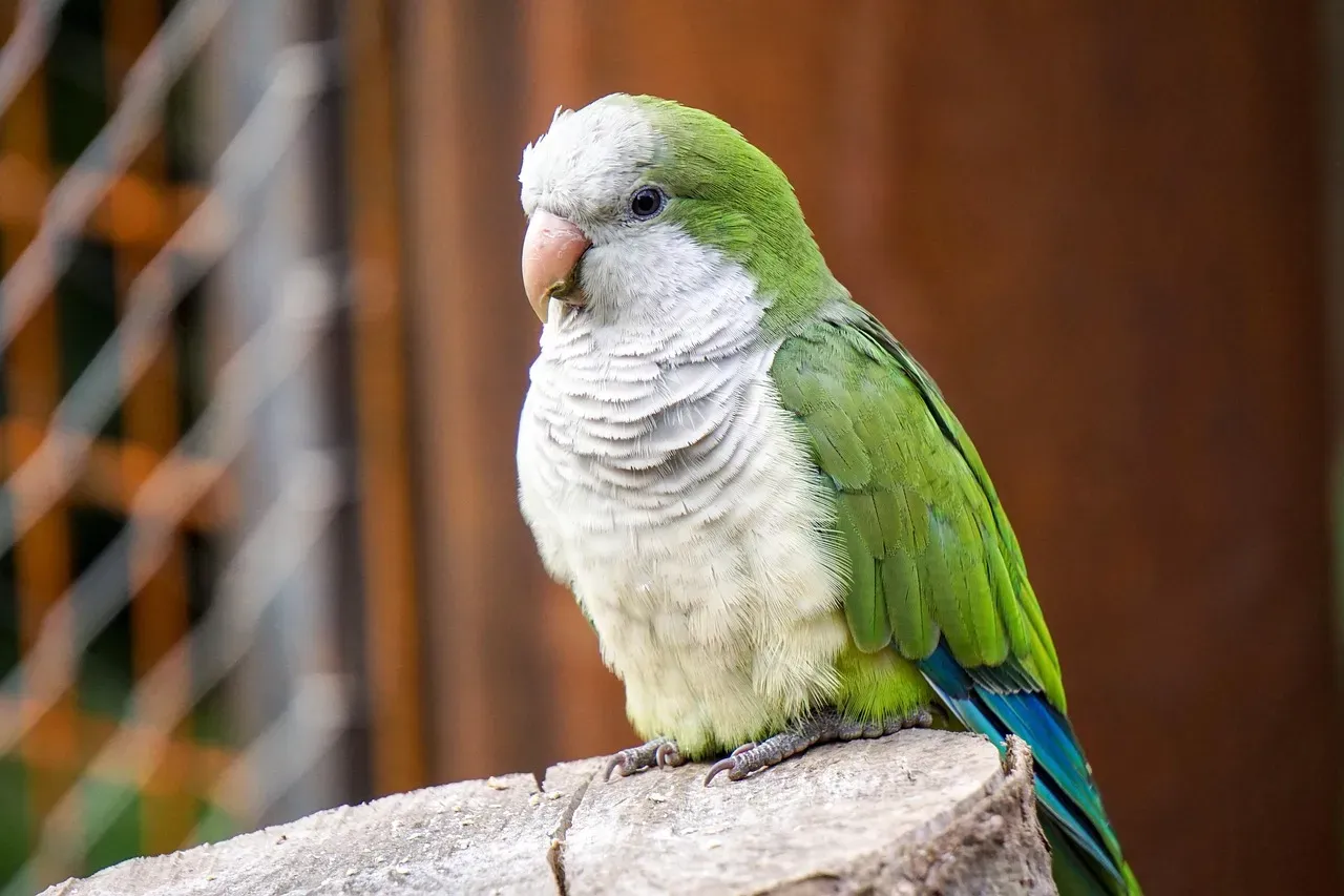 Quaker Parrot (Monk Parakeet): The Tiny Engineer and Nest Architect (Image Credits: Pixabay)