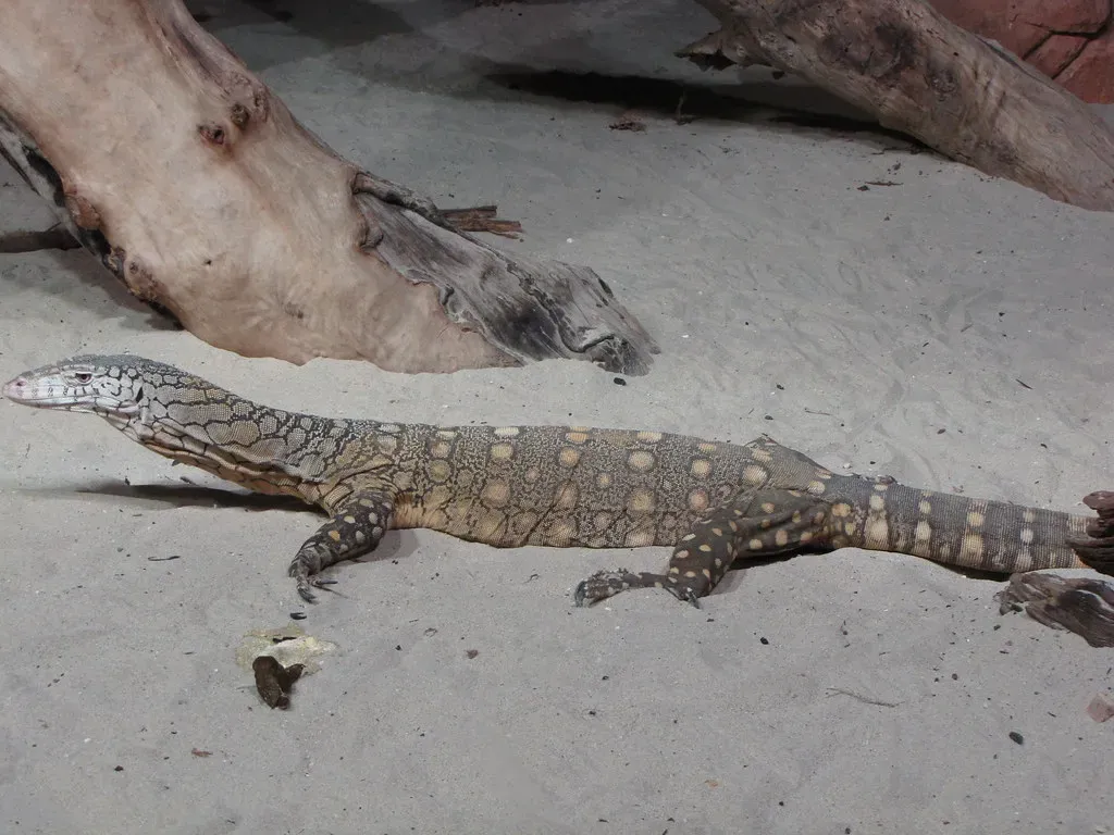 Aries – The Fiery Monitor Lizard (grace_kat, Flickr, CC BY-SA 2.0)