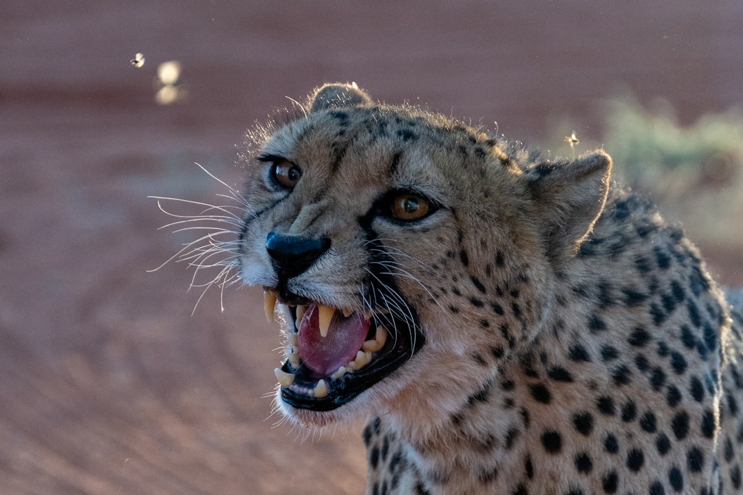 Human-Wildlife Conflict and Retaliatory Killings (Image Credits: Unsplash)