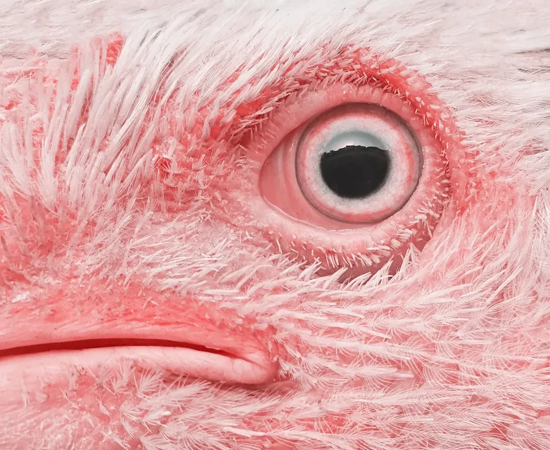 Why The Eye, Not The Beak? The Case For A Visual Quantum Compass (Image Credits: Unsplash)