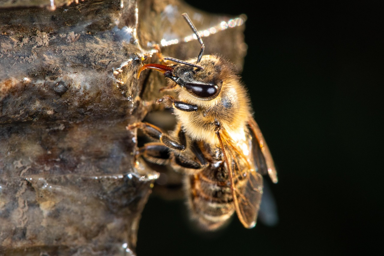 Evolutionary Implications of Insect Cognition (Image Credits: Pixabay)