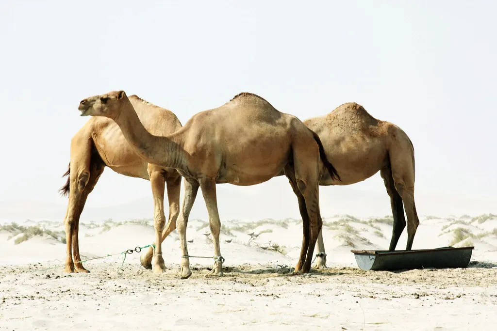 Camels: Masters of the Scorching Desert (Leolisa81, Flickr, CC BY-SA 2.0)