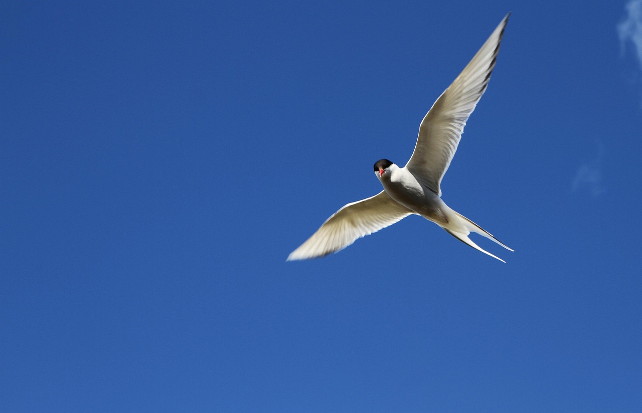 The Arctic Tern: Embracing Massive Life Transitions (Image Credits: Pixabay)