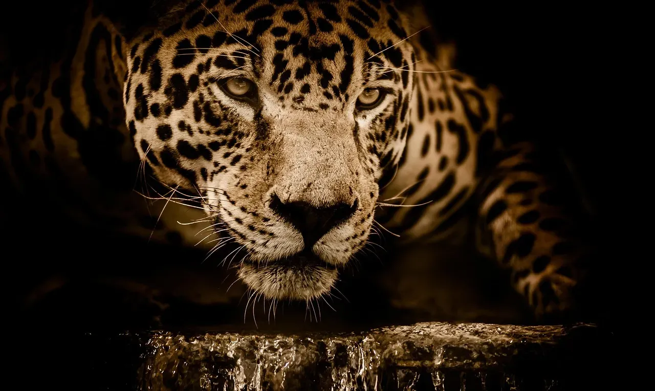 Predators, Stalking, and the Uncomfortable Truth: Sometimes You Really Are Being Watched (Image Credits: Pixabay)