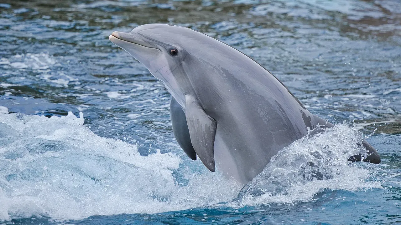 Why Copying Success Makes Sense in a Risky Ocean (Image Credits: Pixabay)