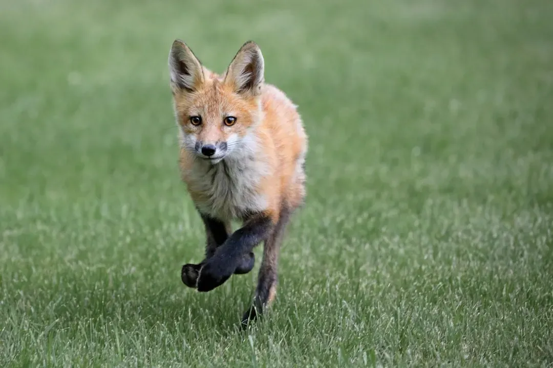 3. Their Famous Pounce Uses Supercharged Hearing (and Maybe Magnetism) (Image Credits: Unsplash)