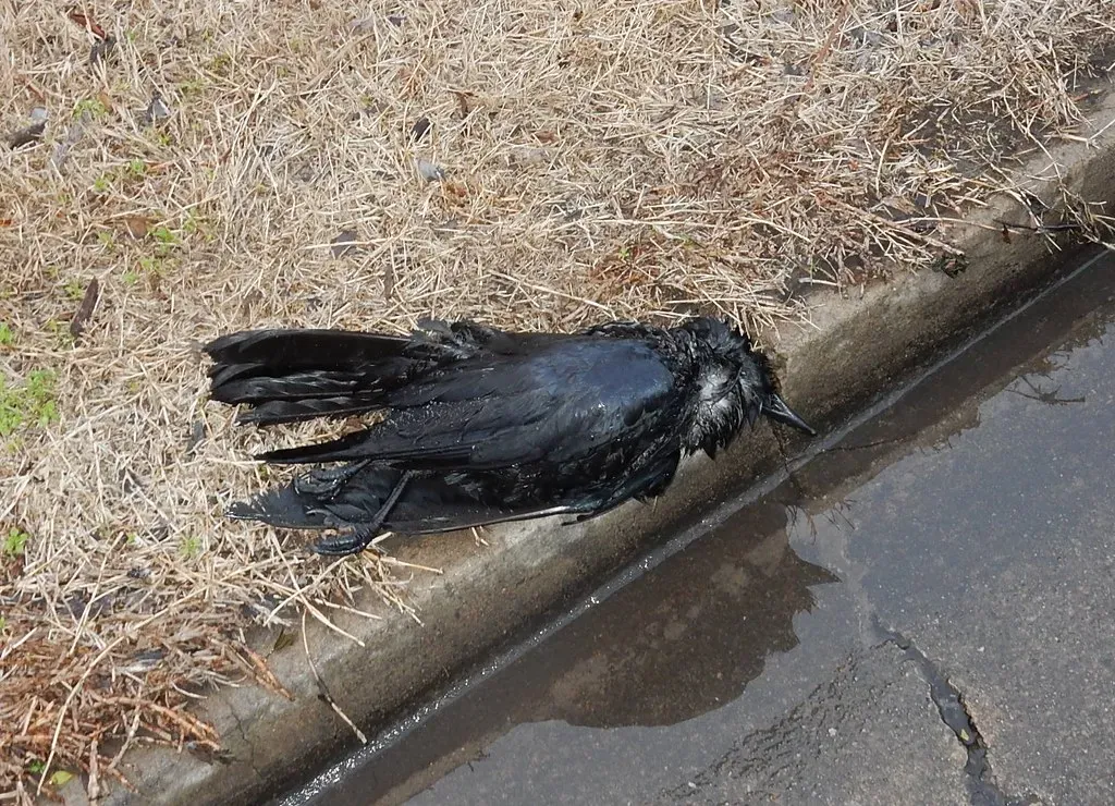 #12 - Why Some Crows Try to Mate With the Dead (mikecogh, Flickr, CC BY-SA 2.0)