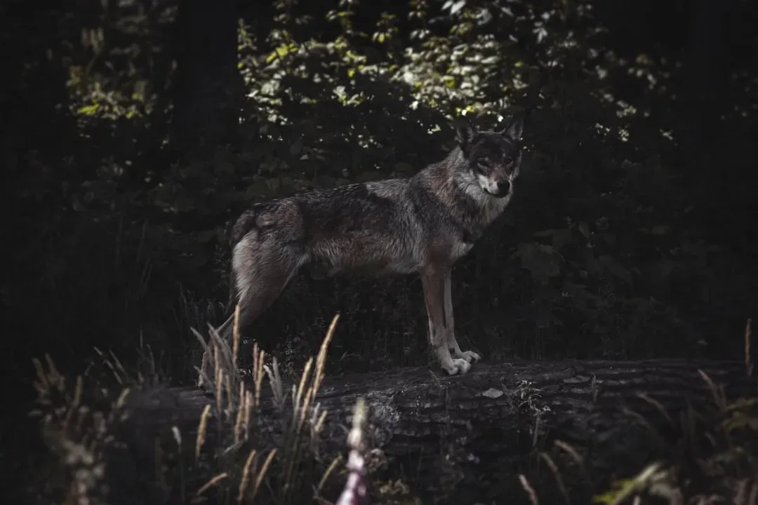 Why Night Belongs to Wolves (And Not to You) (Image Credits: Unsplash)