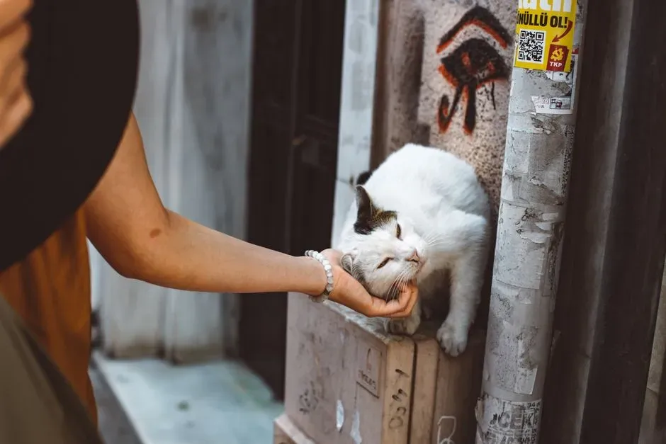 How Your Behavior Shapes the Cat’s Behavior (Image Credits: Pexels)
