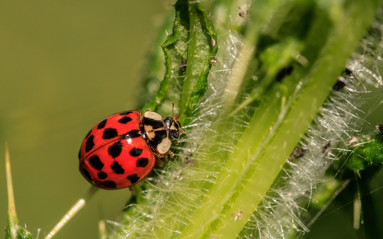 Taurus: The Beautiful Ladybug (Image Credits: Pixabay)