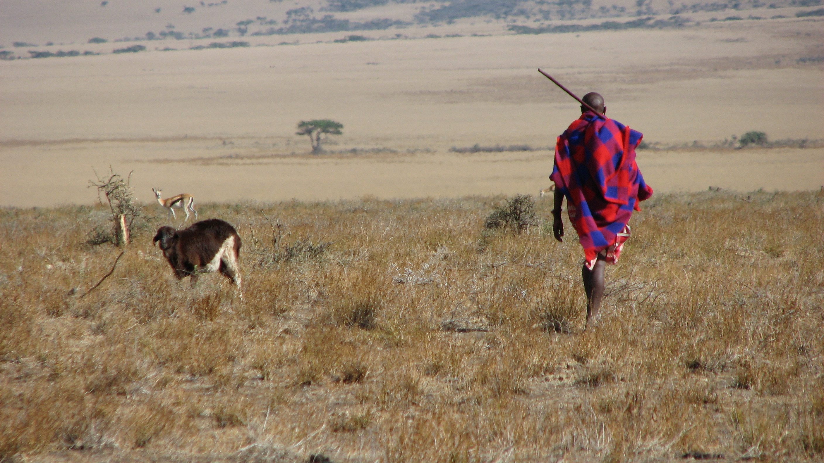 Global Perspectives: Pastoral Knowledge as Climate Technology (Image Credits: Wikimedia)