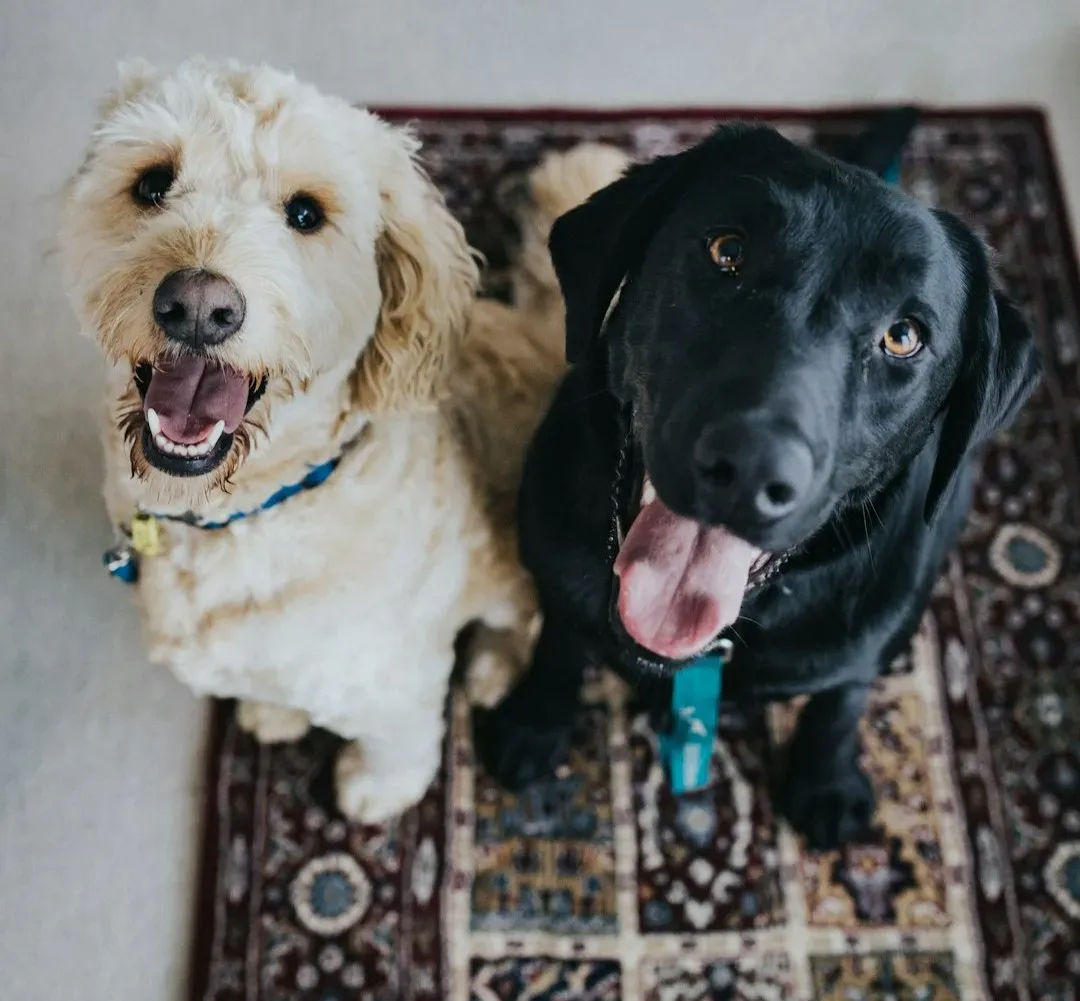 The Final Stretch: Anticipation and the Reunion Rush (Image Credits: Unsplash)
