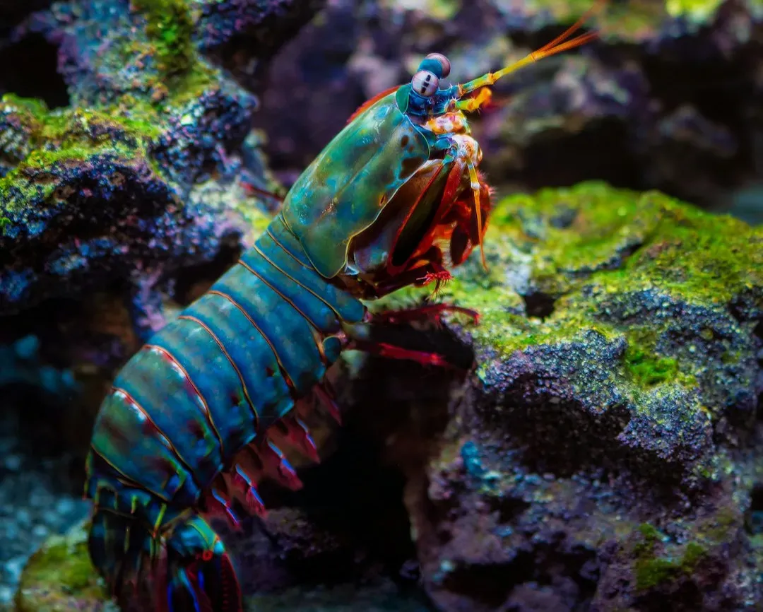 3. The Mantis Shrimp: Seeing a World We Can’t Even Imagine (Image Credits: Unsplash)