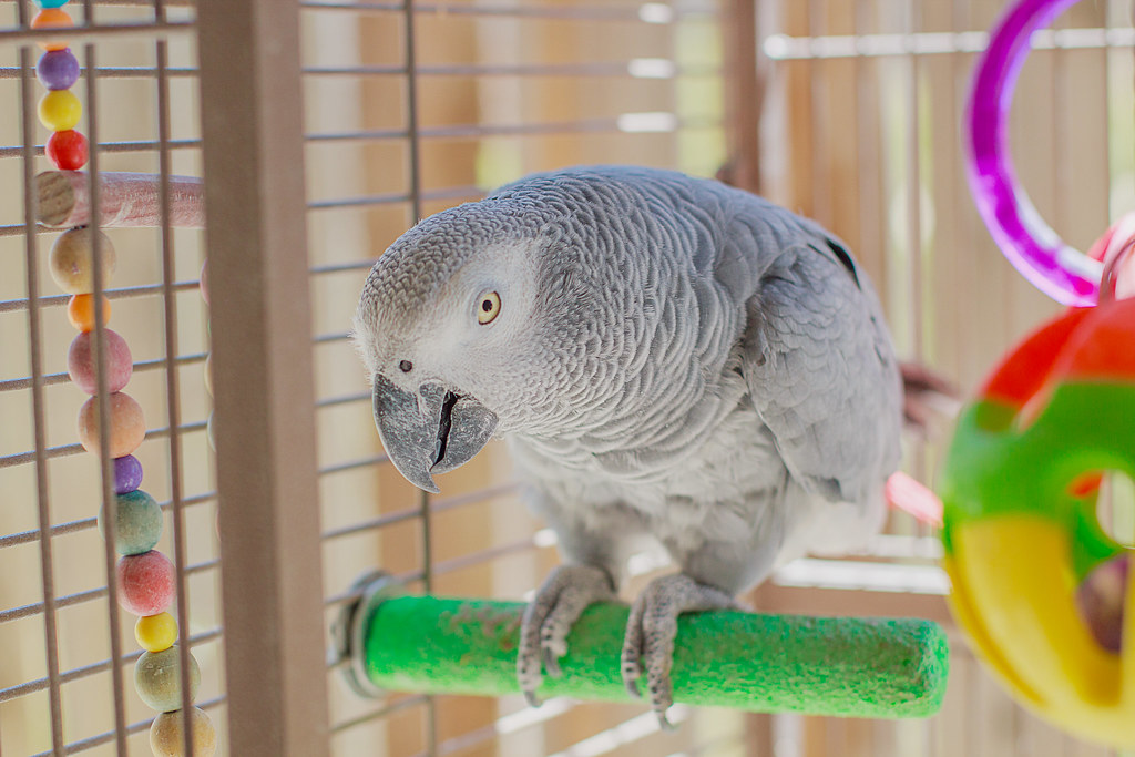 Gemini: The Chatty Parrot (Image Credits: Flickr)