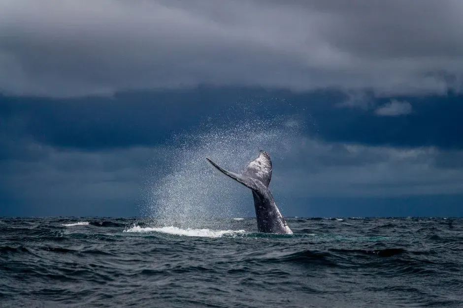 What This Could Mean for Future “Conversations” With Whales (Image Credits: Pexels)
