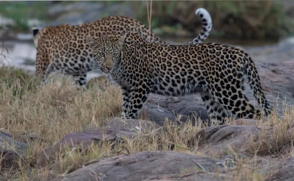 Sagittarius – The Leopard’s Restless Wanderlust (Image Credits: Pexels)