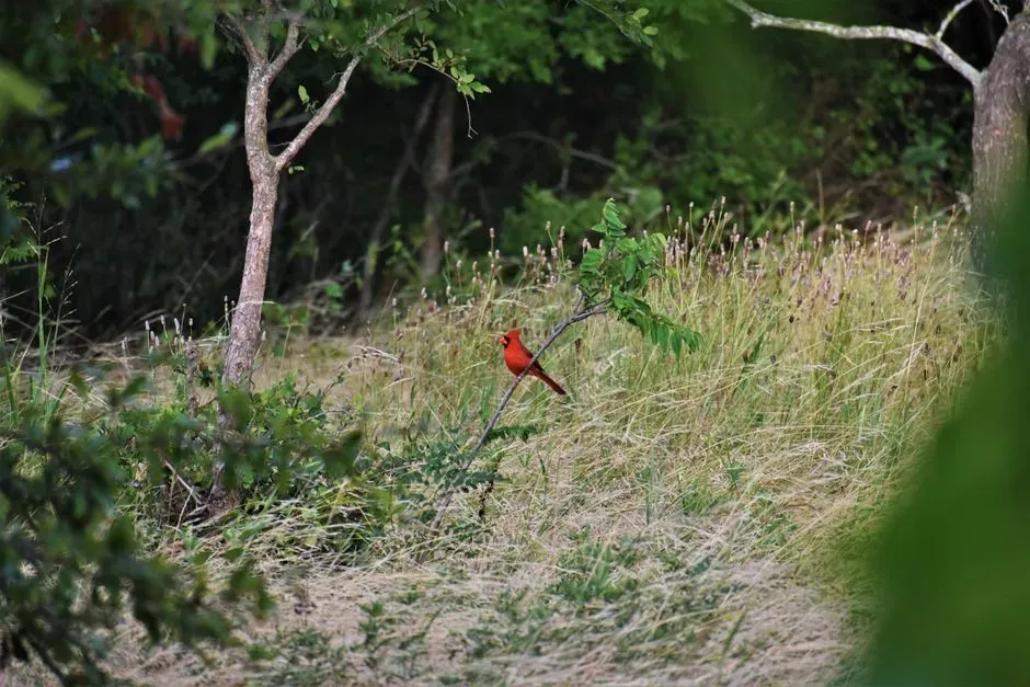 The Science Of Cover: Predators, Vigilance, And Stress (Image Credits: Pexels)