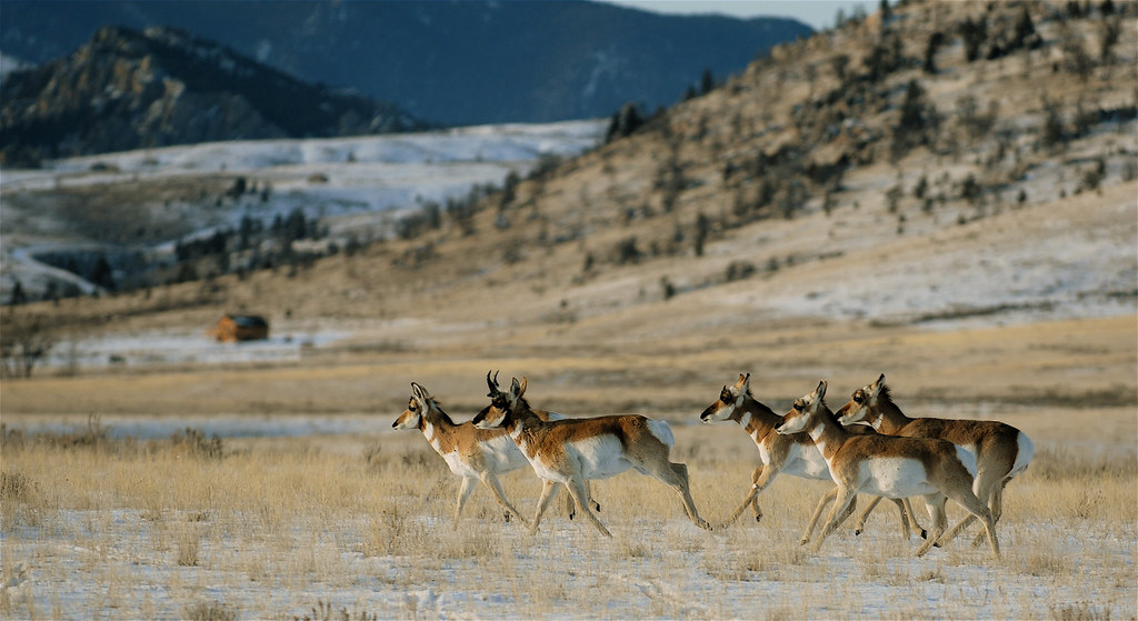 Unique Mountain Pronghorn Populations Thriving (Image Credits: Flickr)