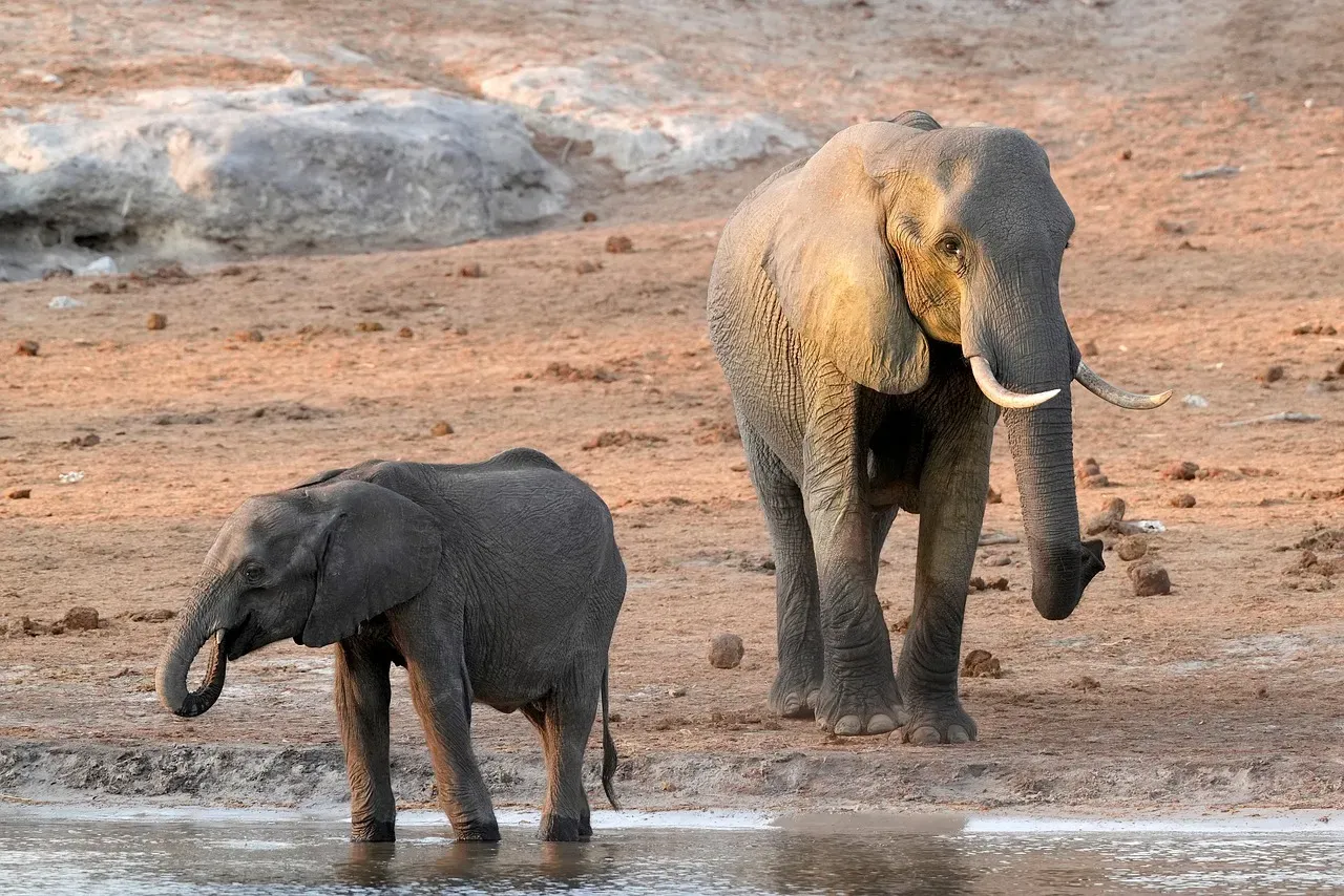 Do Other Animals Know They Die? What You Can and Cannot Assume (Image Credits: Pixabay)