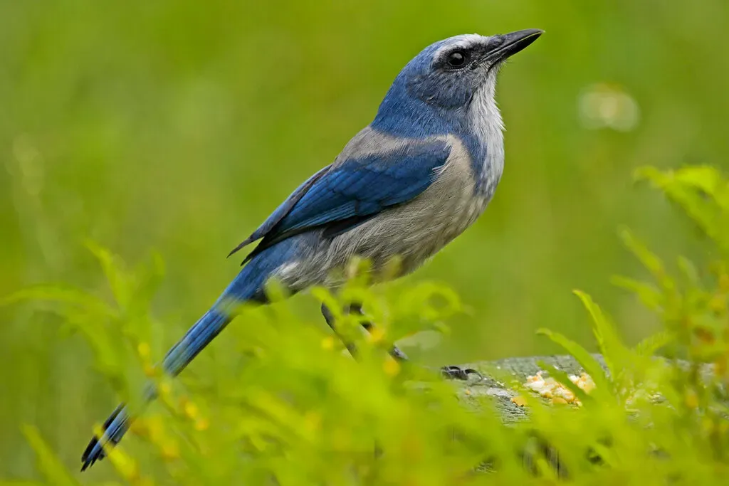 #2 - The Island Birds Erased Before Anyone Could Sketch Them (Judy Gallagher, Flickr, CC BY 2.0)