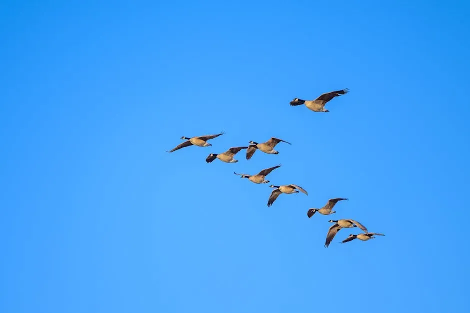 6. Geese Remember Places, Routes, and Even People (Image Credits: Pexels)