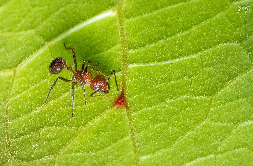 5. Insects Listen and Respond to Plant Acoustic Signals (Yogendra174, Flickr, CC BY 2.0)