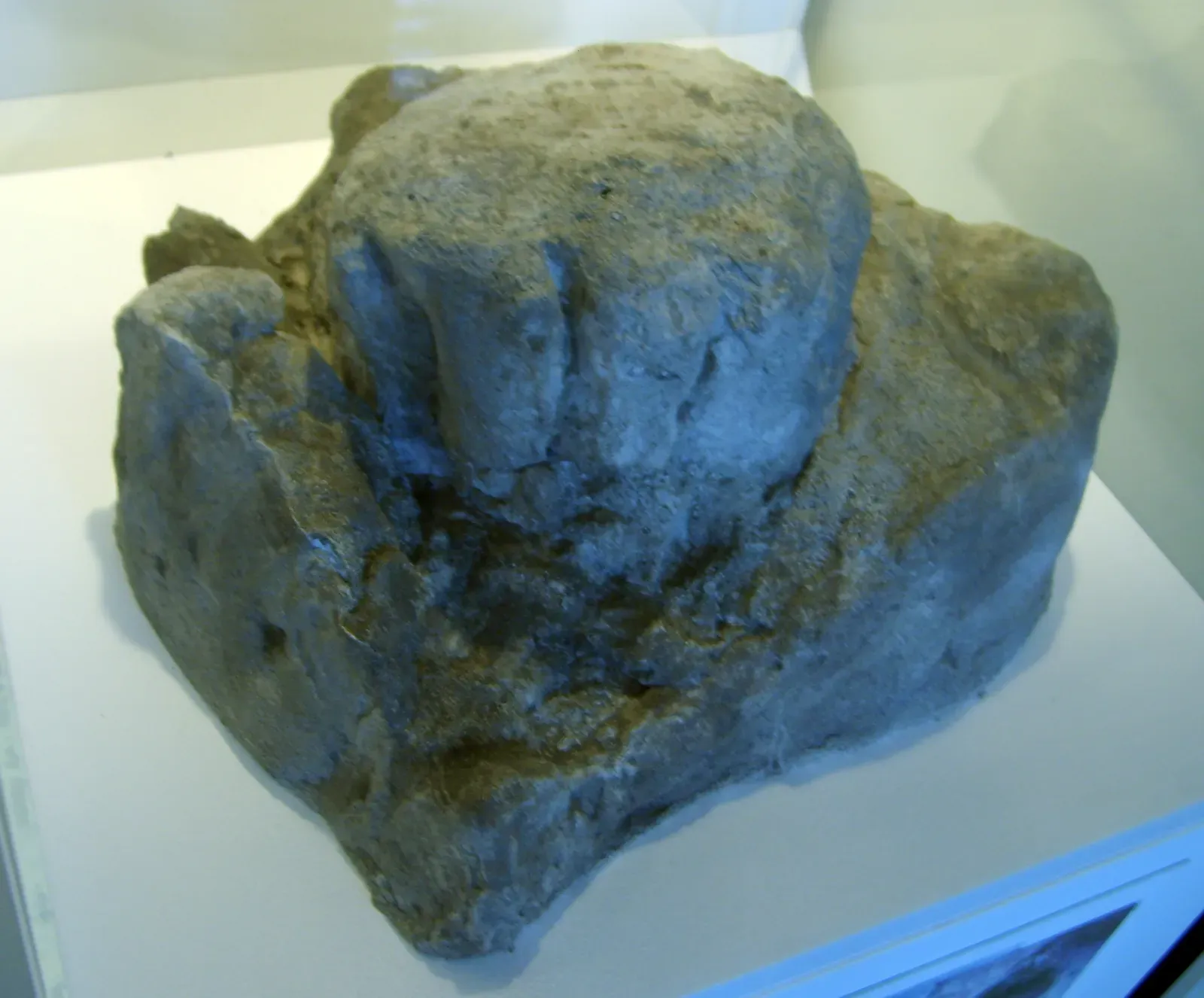 Reading the Footprints: Who Walked Here and How (Image Credits: Wikimedia)