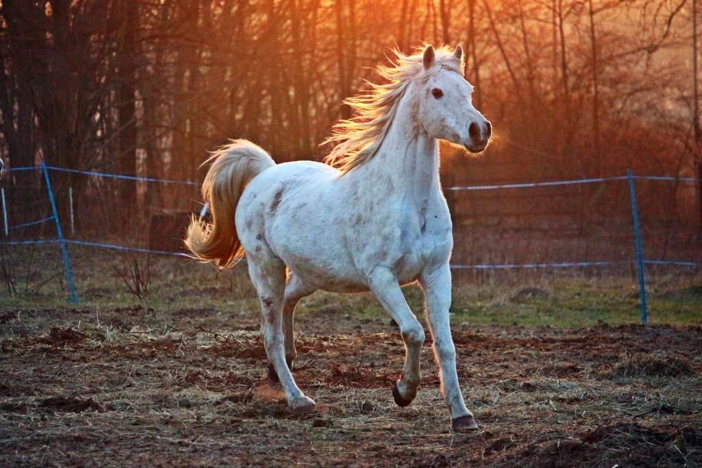 Aries: Wild Mustang (Image Credits: Rawpixel)