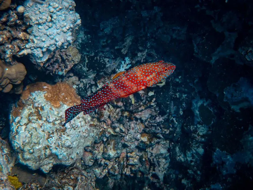 #13 The Nameless Reef Fish That Floated Away (Image Credits: Pexels)