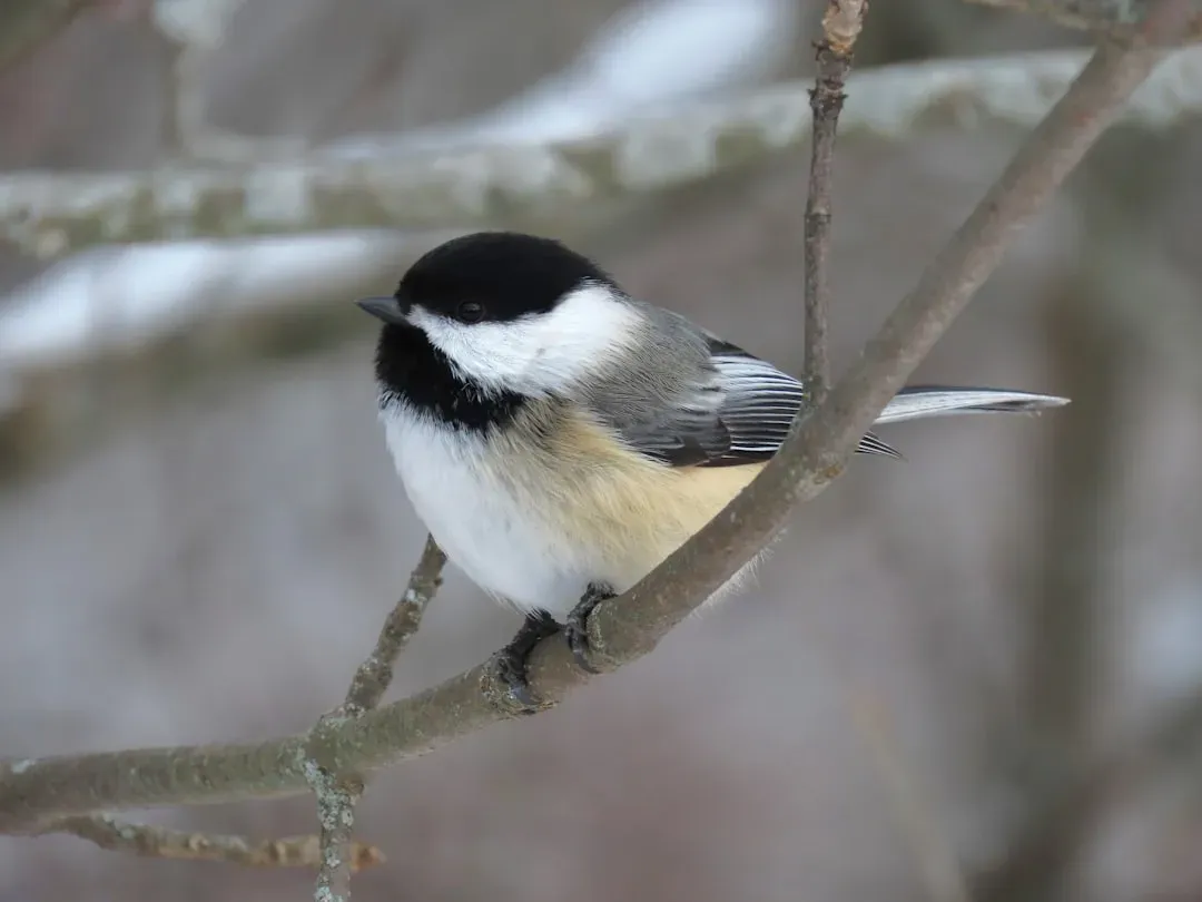 1. The Furious “Chick-a-dee-dee-dee” of Chickadees (Image Credits: Unsplash)