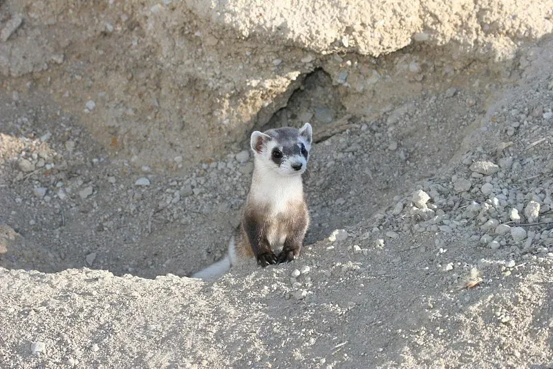 The Black-Footed Ferret: Declared Extinct Twice, Still Here (Black-footed Ferret, Public domain)