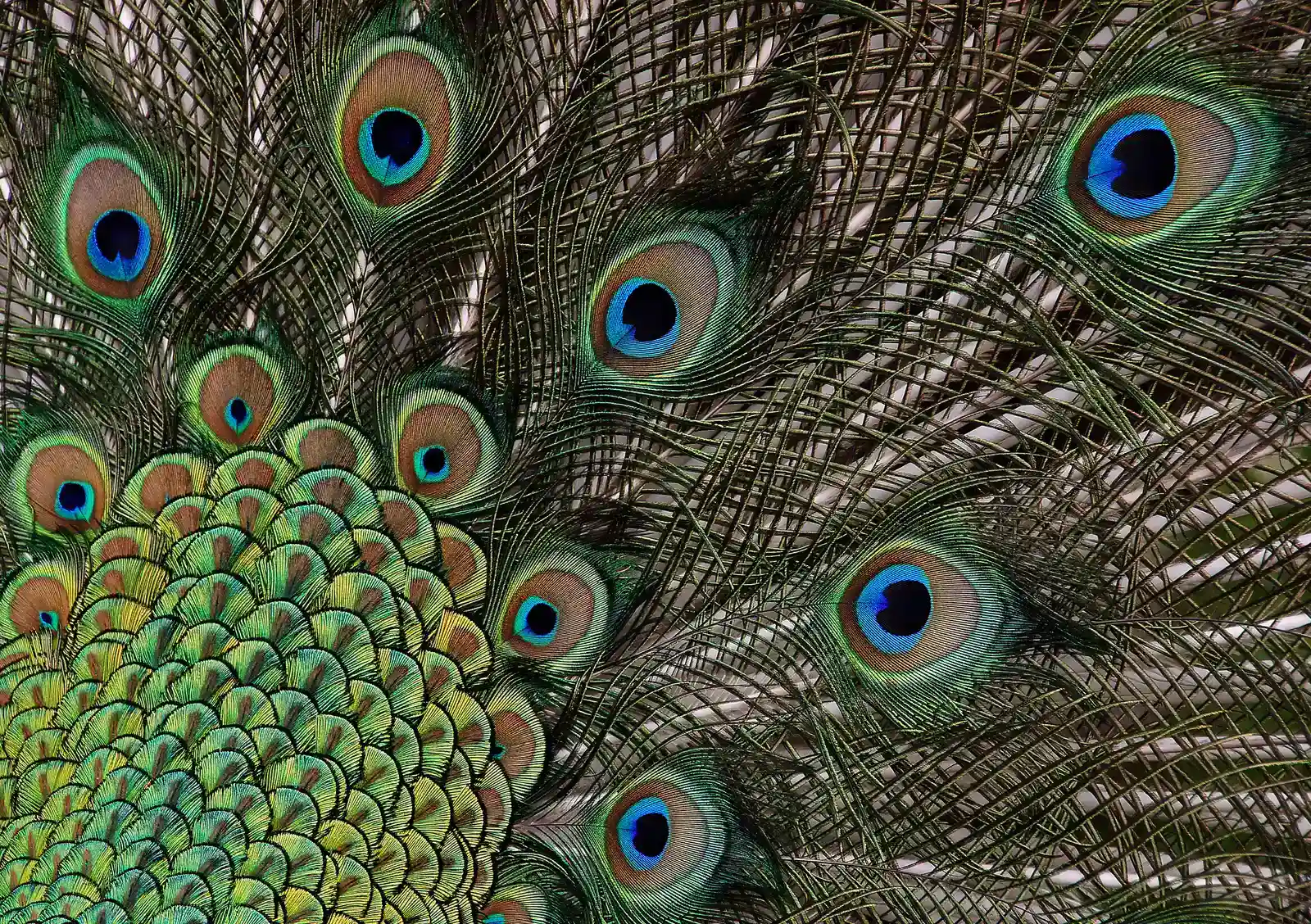 The Bottom Line (Peacock (11), CC0)