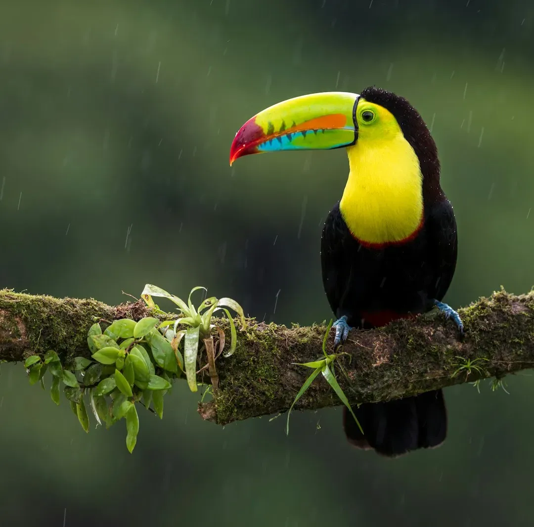 Libra – The Toucan: Stylish, Sociable, and Symbol of Balance (Image Credits: Unsplash)