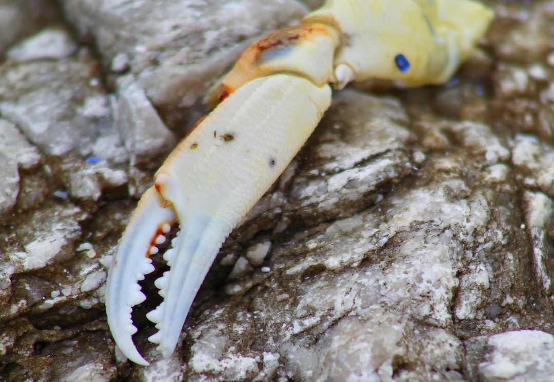 Inside the Snap: Engineering in a Shell (Image Credits: Unsplash)