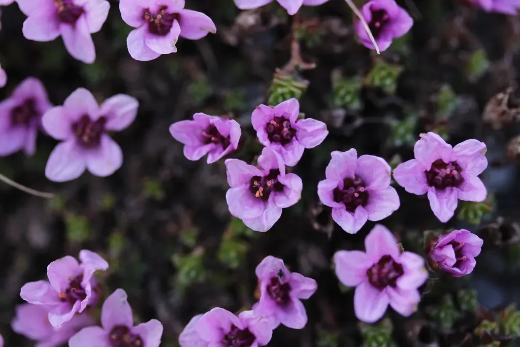 Purple Saxifrage: The Arctic Bloomer (Image Credits: Flickr)