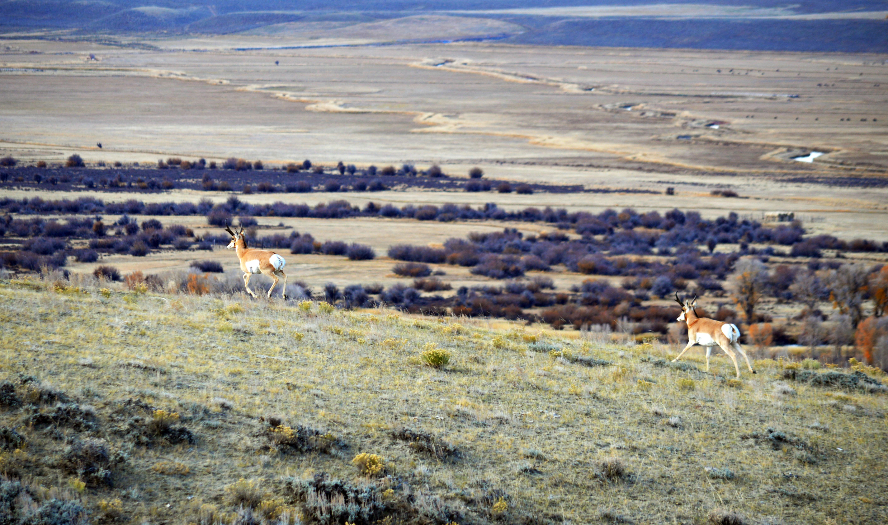Path of the Pronghorn, Wyoming: Trappers Point Overpass (Image Credits: Wikimedia)