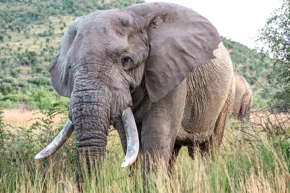 #14 - Infrasound: The Planet's Hidden Soundtrack Elephants Never Missed (Image Credits: Pexels)
