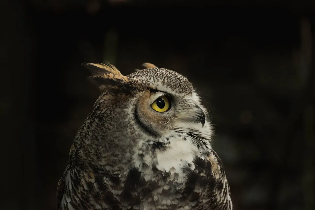Myths, Omens, and What You Should Actually Take From Owl Calls (Image Credits: Pixabay)
