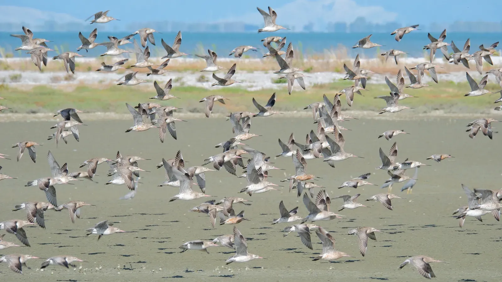 2. Bar-Tailed Godwits: Nonstop Flights Over an Empty Ocean (By Pseudopanax at English Wikipedia, Public domain)