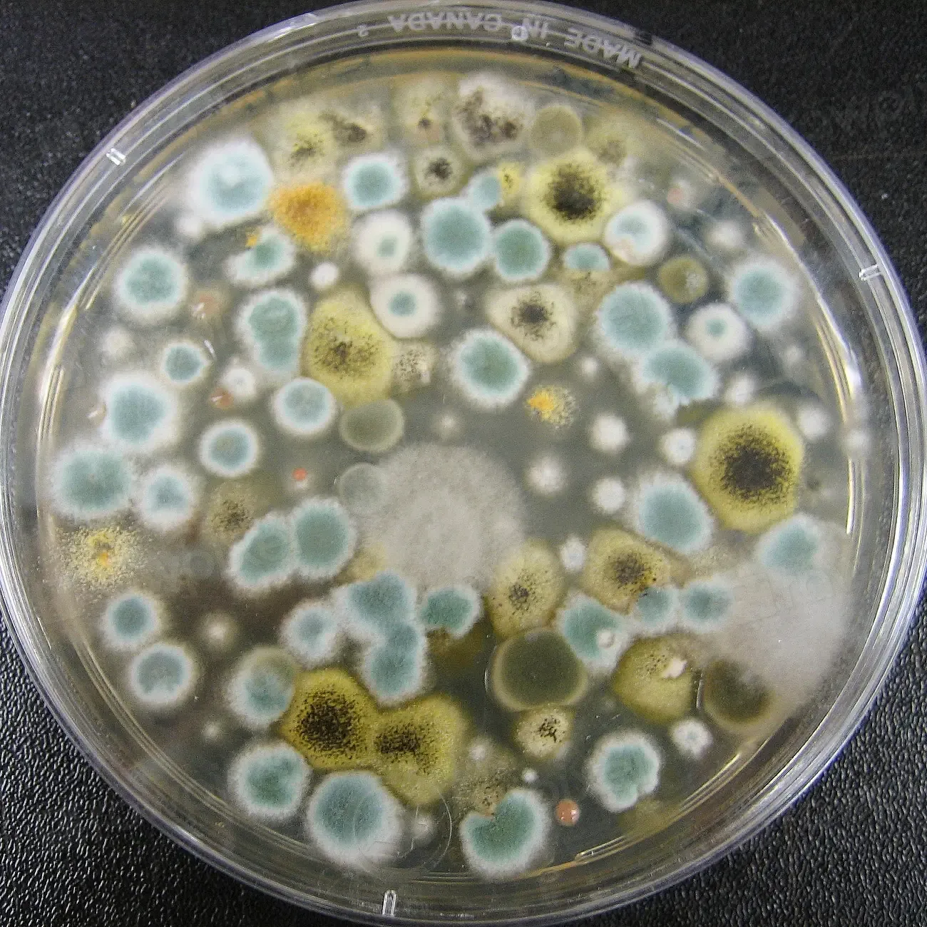 Microbial Frontiers: The Biggest Wave of “New Species” (Image Credits: Rawpixel)