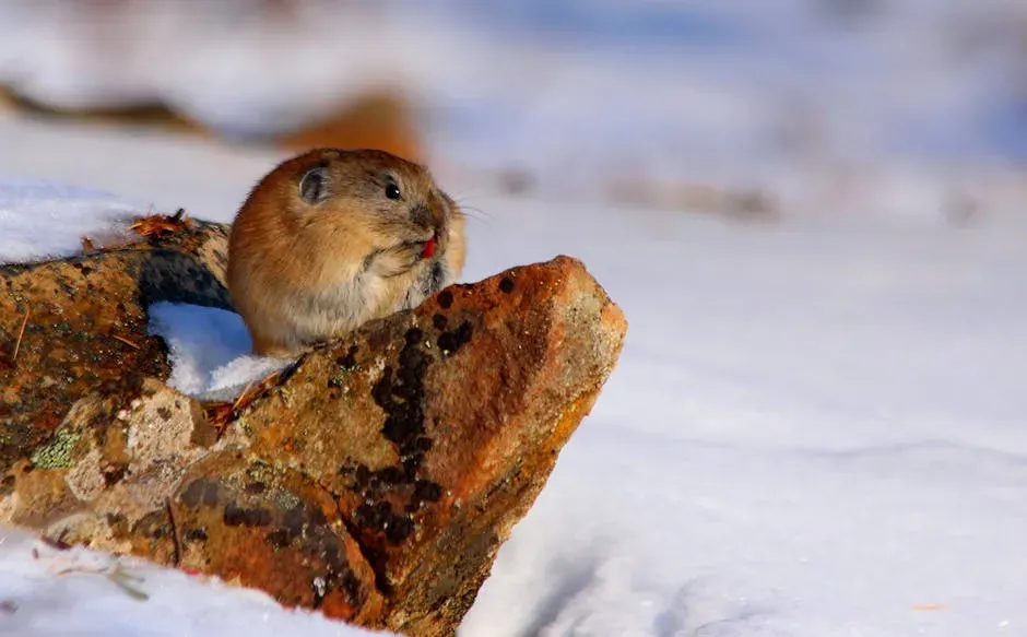 6. The Collared Pika - Alaska's Tiniest Survivalist (Image Credits: Pexels)