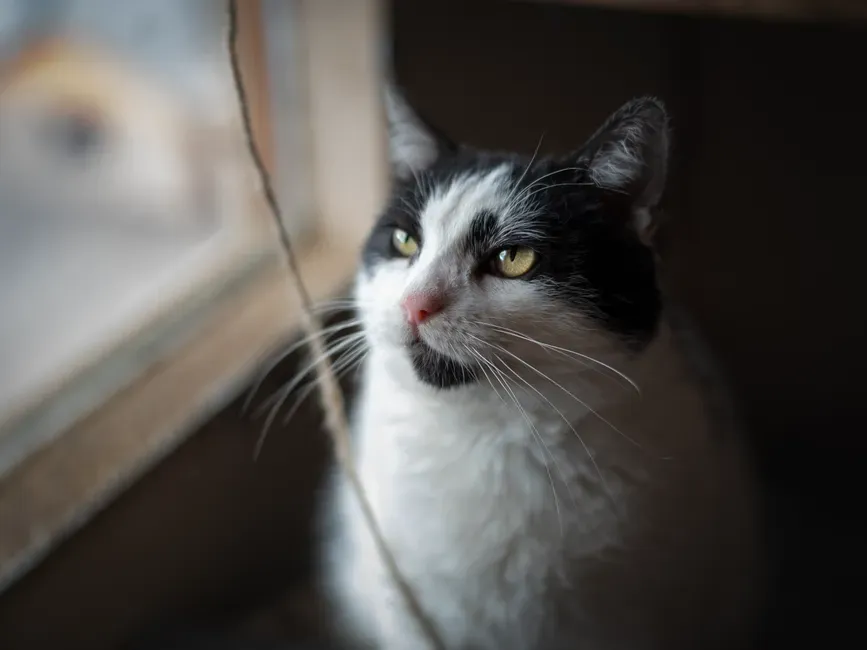 Other Senses Quietly Shaping the “Haunted” Cat Look (Image Credits: Pexels)