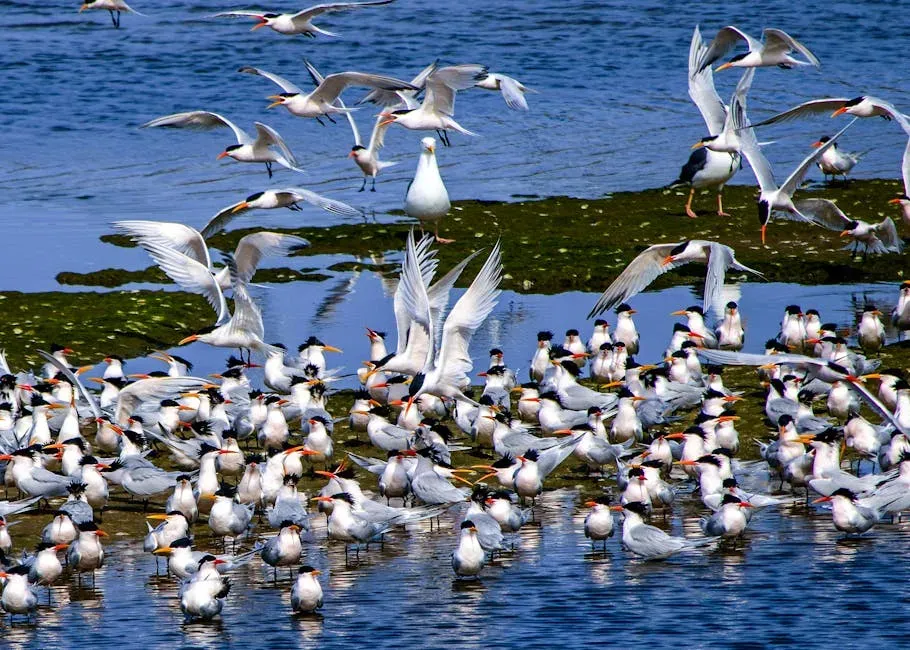 The Arctic Tern and the Endless Summer (Image Credits: Pexels)