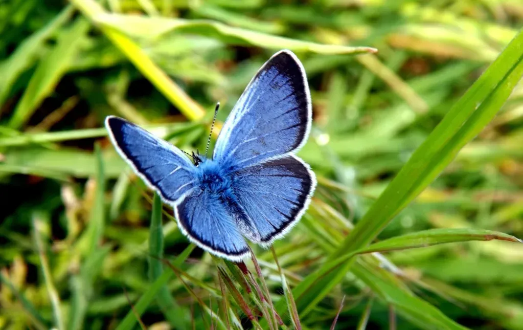 Why We Love Butterfly-Effect Stories in Movies and Books (Image Credits: Rawpixel)