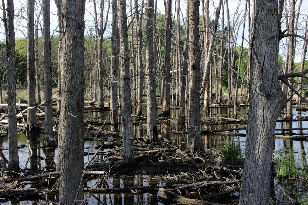 The Foundation: Where Dead Plants Become Gold (Image Credits: Unsplash)