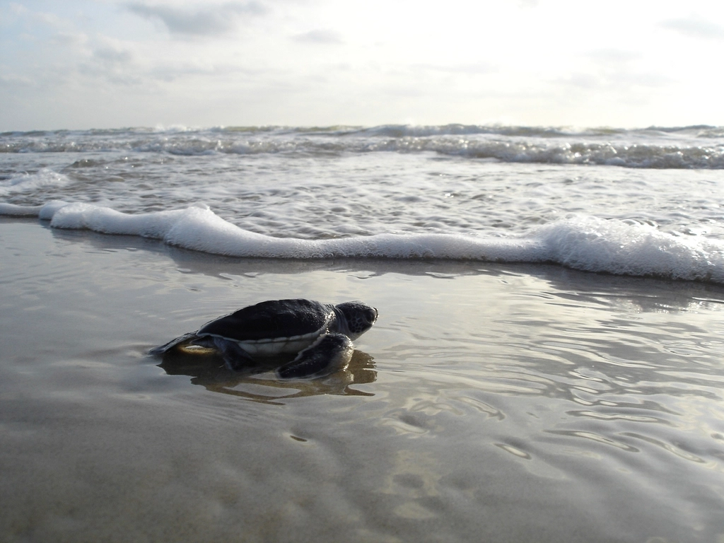 June - Loggerhead Sea Turtle (Image Credits: Rawpixel)