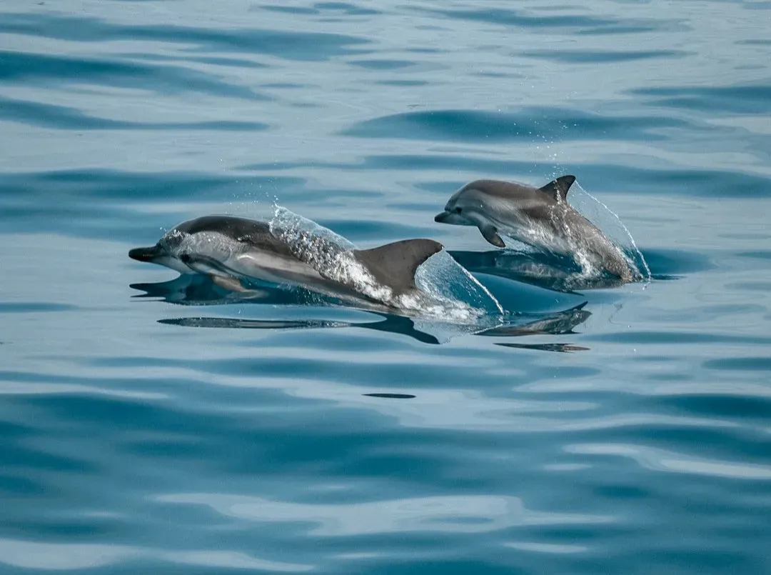 Empathy, Compassion, And Emotional Contagion (Image Credits: Unsplash)